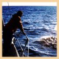 Visita de delfines